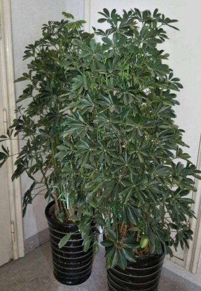 什么叶子代表财运_招财树叶有哪些