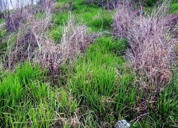 梦到草是什么意思_梦到草预示什么