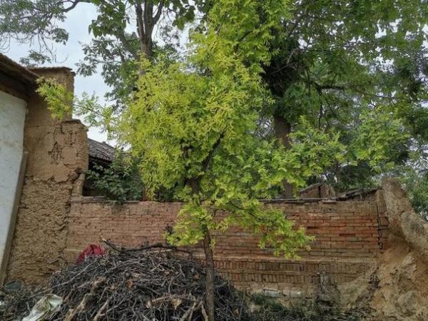 梦到吃枣树是什么意思_梦见吃枣树预示什么