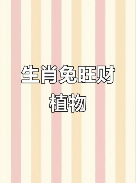 兔男财运_如何提升