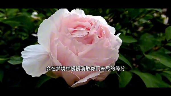 梦到前妻是什么意思_梦到前妻预示着什么