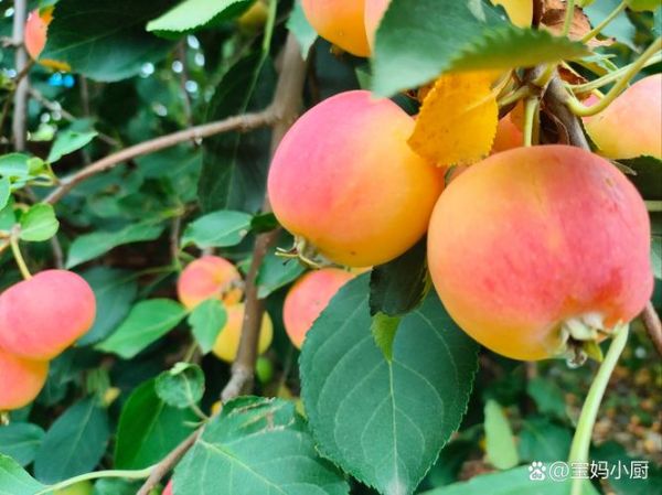 梦到摘沙果是什么意思_梦到摘沙果预示什么