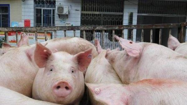 男人梦到猪是什么意思_梦见猪财运好吗