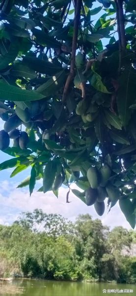 梦到大芒果是什么意思_梦见芒果树结满果实