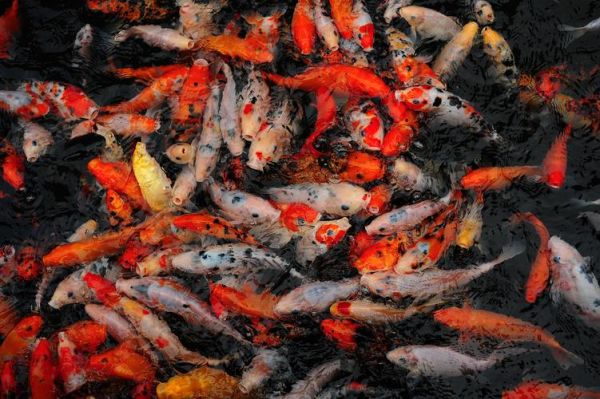 梦到一堆鱼是什么意思_梦见很多鱼代表什么