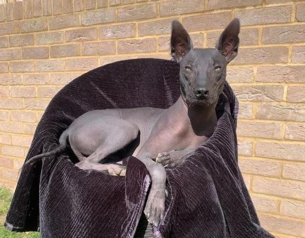 梦到大黑狗是什么意思_大黑狗梦境解析