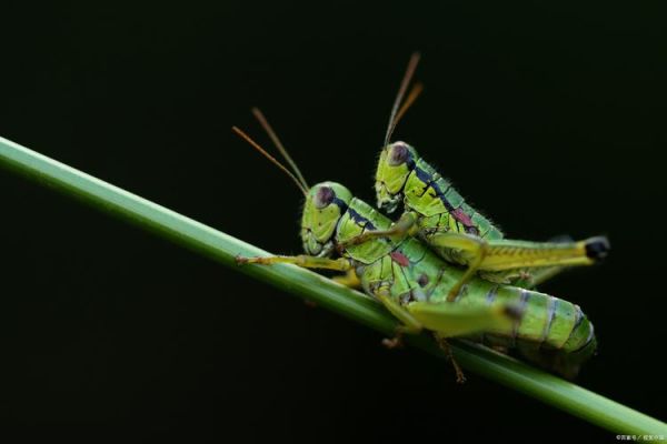 梦到蚱蜢是什么意思_蚱蜢入梦预示什么