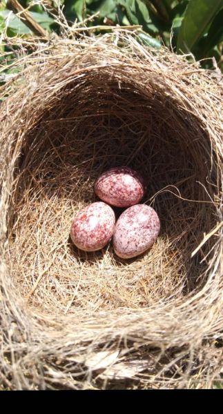 梦到鸟蛋是什么意思_鸟蛋梦境预示什么