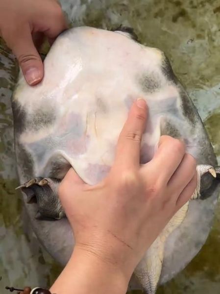 梦到被甲鱼咬是什么意思_被甲鱼咬预示什么