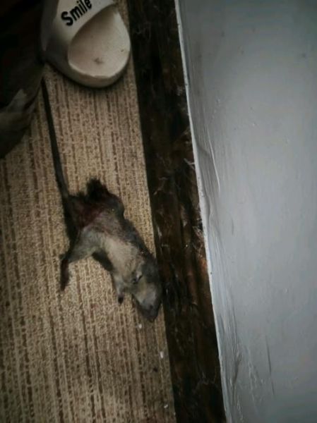 梦到打死小老鼠_是什么意思