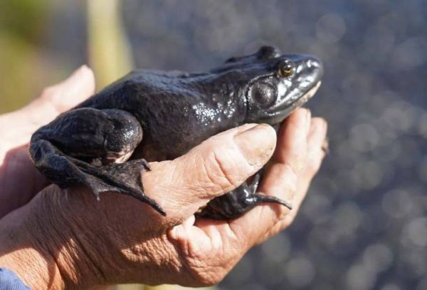 梦到牛蛙有什么预兆_梦见牛蛙是吉是凶