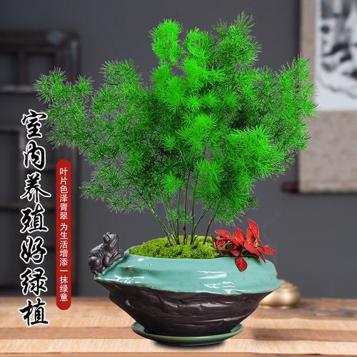 属猴的财运花是什么_属猴养什么花最招财