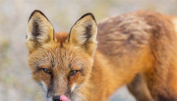 梦到小狐狸是什么意思_梦见小狐狸预示什么