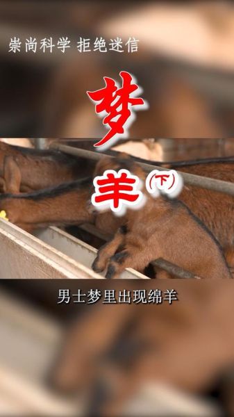 梦到整羊肉是什么意思_梦见整只羊预示什么