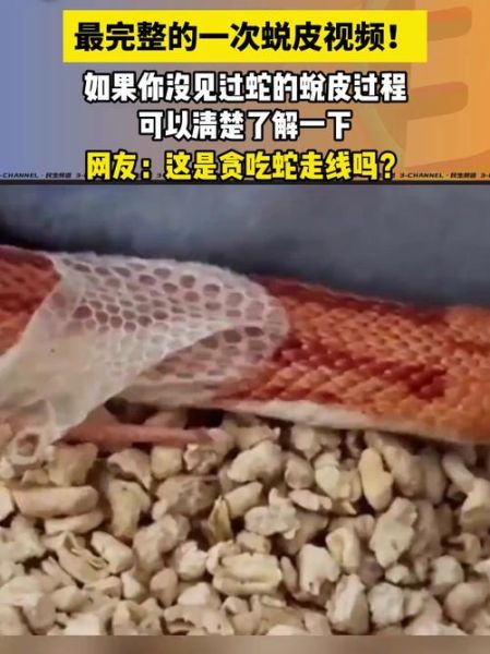 梦到蛇脱皮是什么意思_蛇脱皮梦境解析