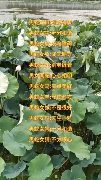 蛇年相配属相最好_蛇年最佳婚配属相有哪些