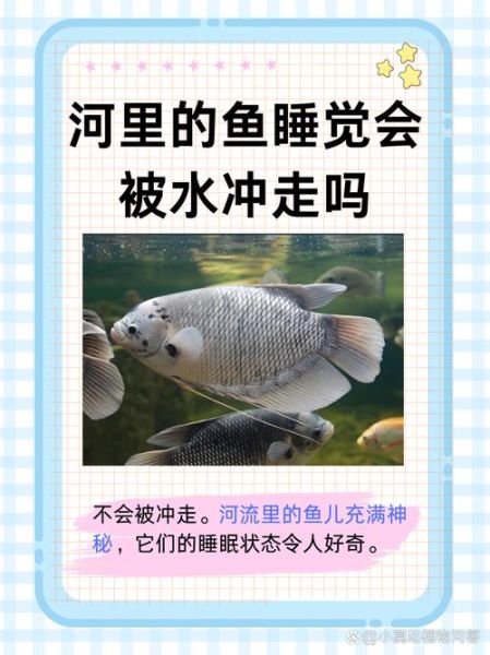 梦到鱼丢了是什么意思_梦见鱼丢了预示着什么