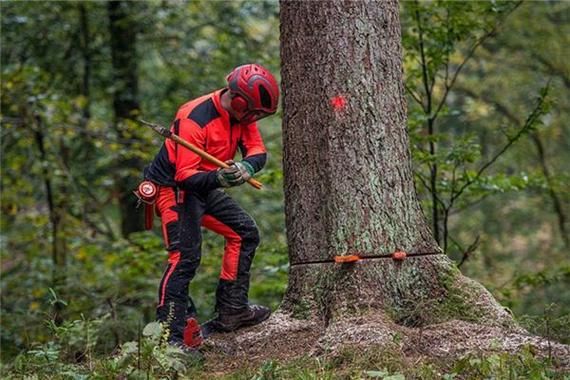 梦到疯牛乱跑_周公解梦