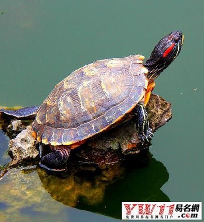 梦到龟和我说话_周公解梦准吗