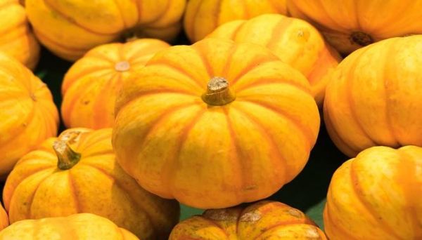 梦到摘南瓜是什么意思_梦见摘南瓜是吉兆吗