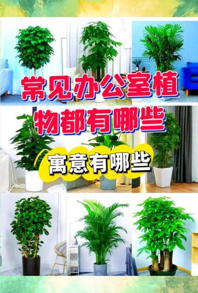 财运不好适宜种植什么植物_风水绿植推荐