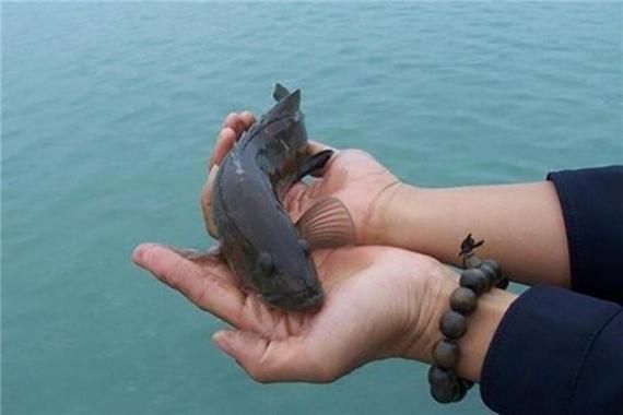 梦到放生鱼是什么意思_放生鱼梦境解析