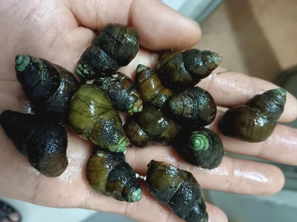 梦到摸田螺是什么意思_梦见摸田螺好不好