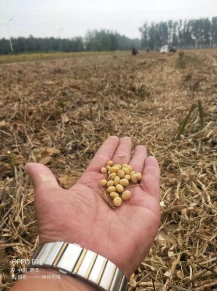 梦到捡豆是什么意思_梦见捡豆子预示什么