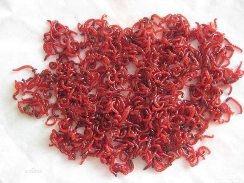 梦到红色虫子是什么意思_红色虫子梦境解析