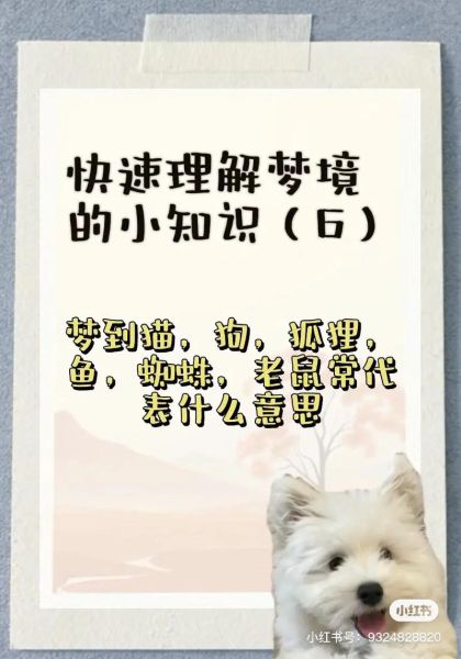 梦见打猫_梦见打猫是什么意思