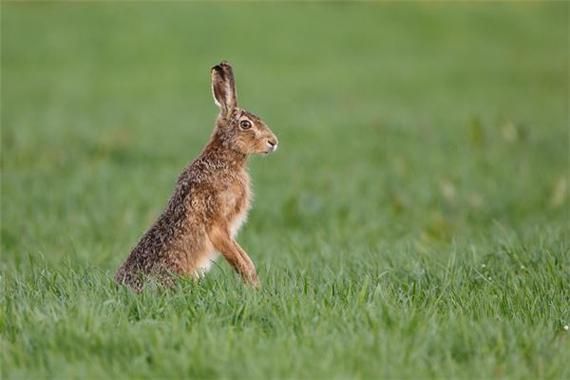 梦到野兔是什么意思_梦见野兔跑了代表什么