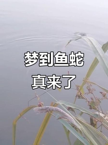 梦到鱼和蛇是什么意思_梦见鱼和蛇同时出现预示什么