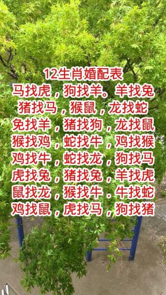 属相婚配靠谱吗_生肖不合能结婚吗