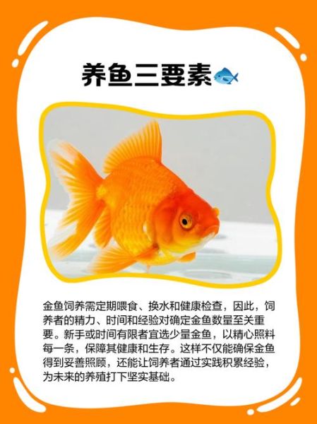 养几条金鱼最招财_属相与金鱼条数对照表