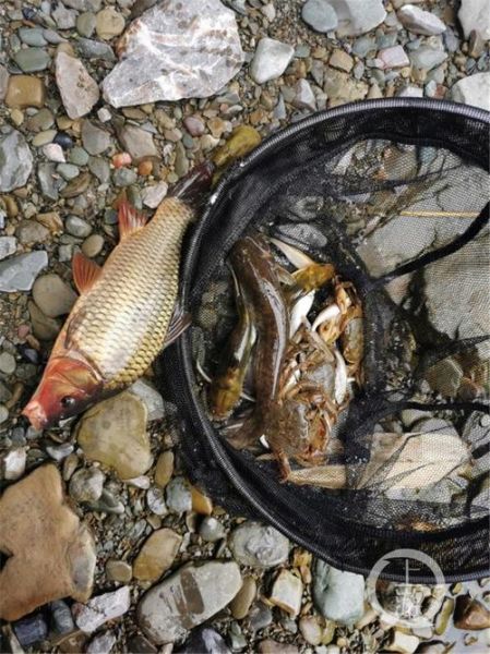 梦到捡死鱼是什么意思_梦见捡死鱼预示什么