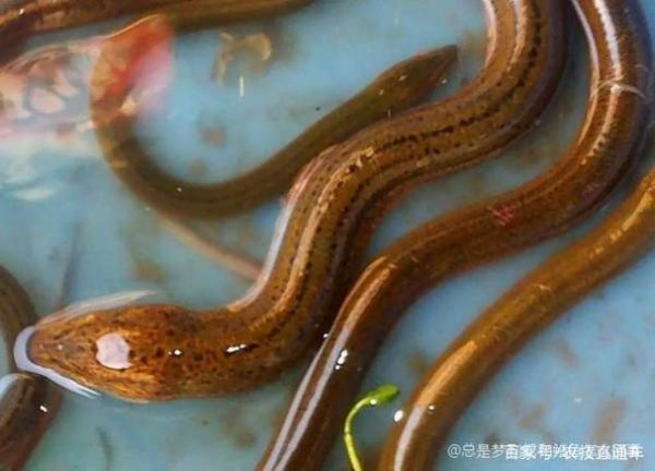 梦到黄鳝变成蛇_是什么意思