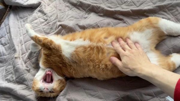 梦到猫和猪是什么意思_梦到猫和猪预示什么