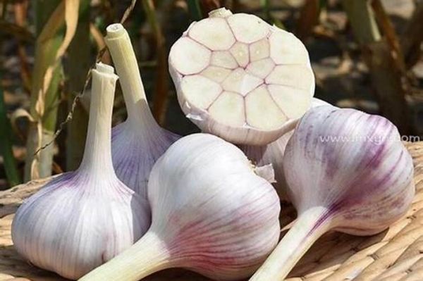 梦到拔大蒜是什么意思_梦见拔大蒜好不好