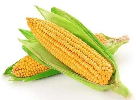 梦到玉米粒是什么意思_玉米粒梦境解析