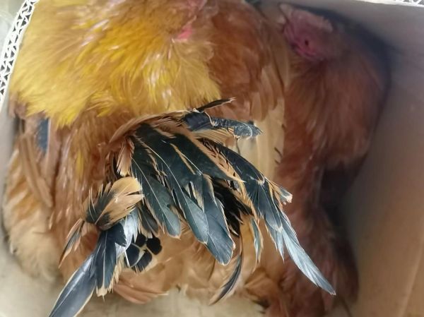 梦到抓了两只鸡_什么预兆