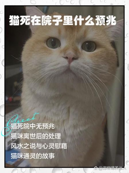梦到宠物猫死了_怎么办