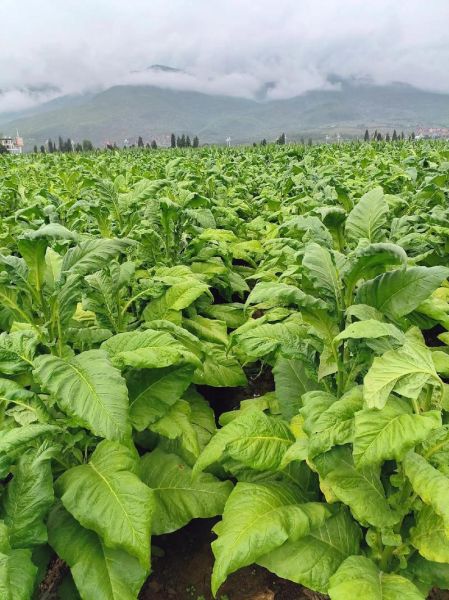 梦到烤烟是什么意思_烤烟在梦里预示什么