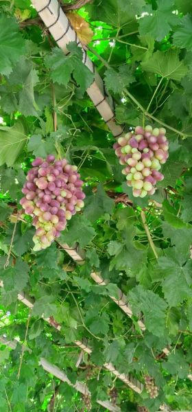 梦到葡萄园是什么意思_梦见葡萄园预示什么