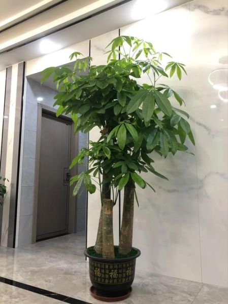 家里养什么植物招财_摆放位置有讲究吗