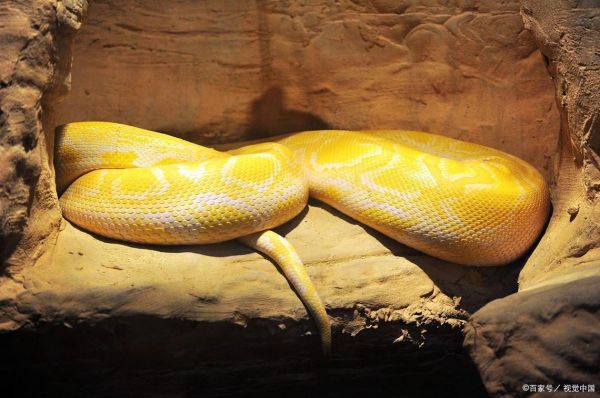 孕妇梦到黄金蟒_预示着什么