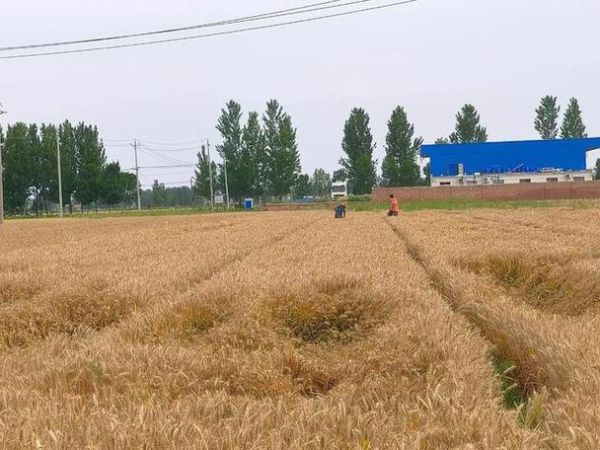 梦到种小麦是什么意思_梦见种小麦预示什么
