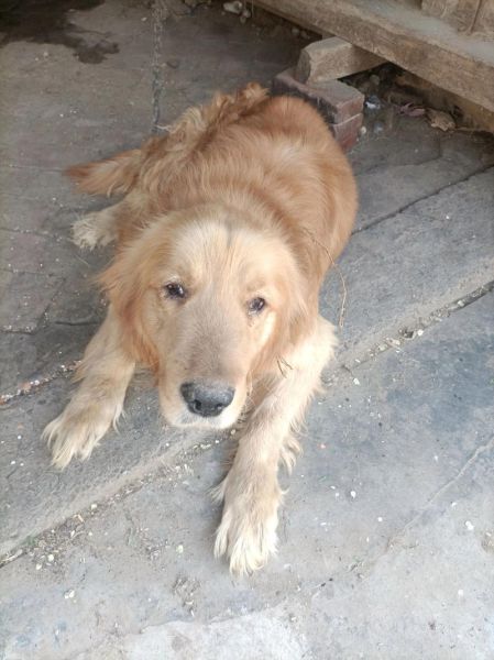 梦到金毛狗是什么意思_梦到温顺狗预示什么