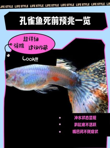 梦到母孔雀_有什么预兆