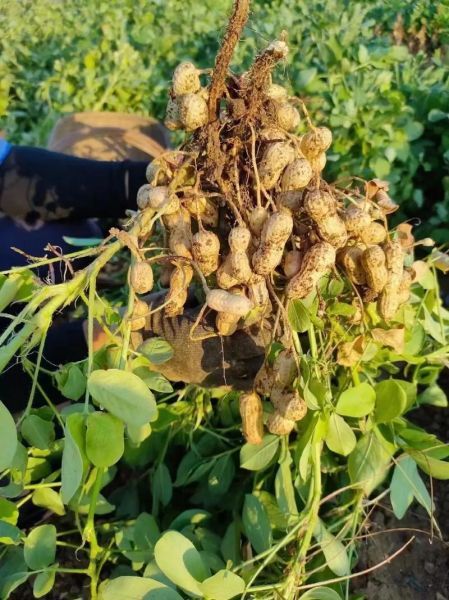 今日星座运势查询_十二星座今日运势准吗