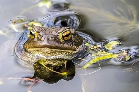 梦到蟾追我_梦见蟾蜍追人预示什么